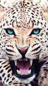 Animal / tiger / predator