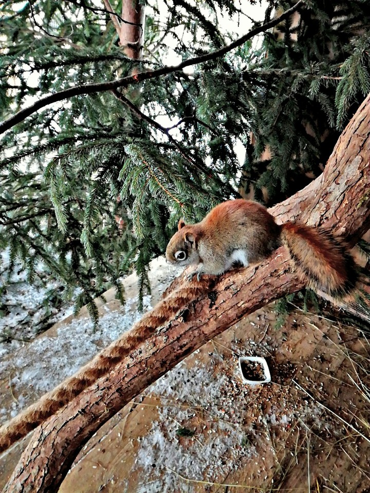 Squirell