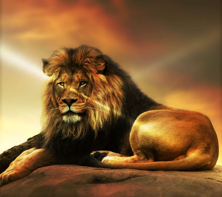 lion