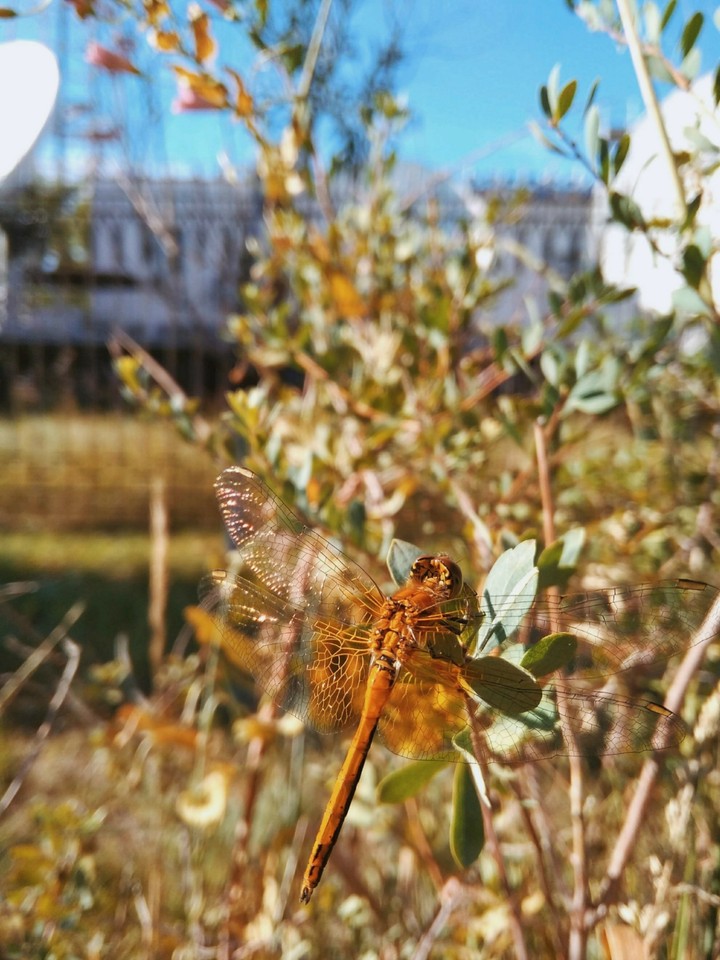 dragonfly