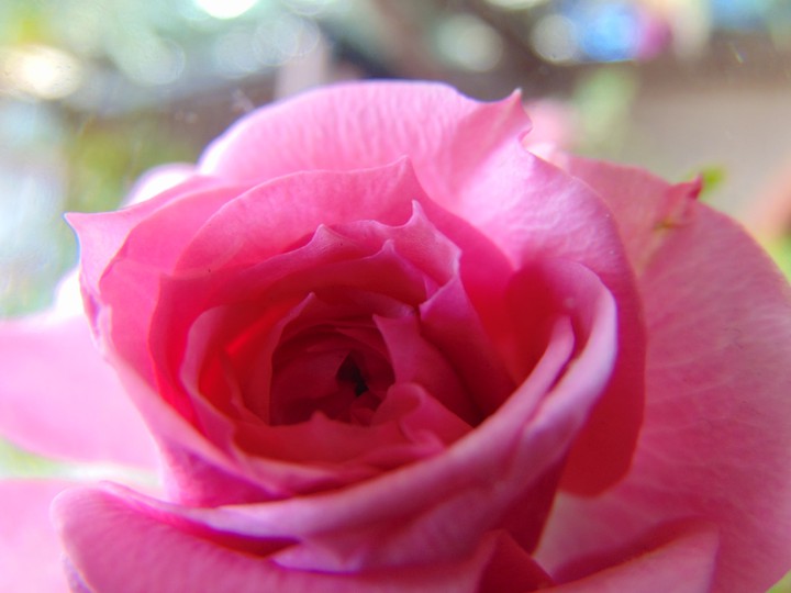rose