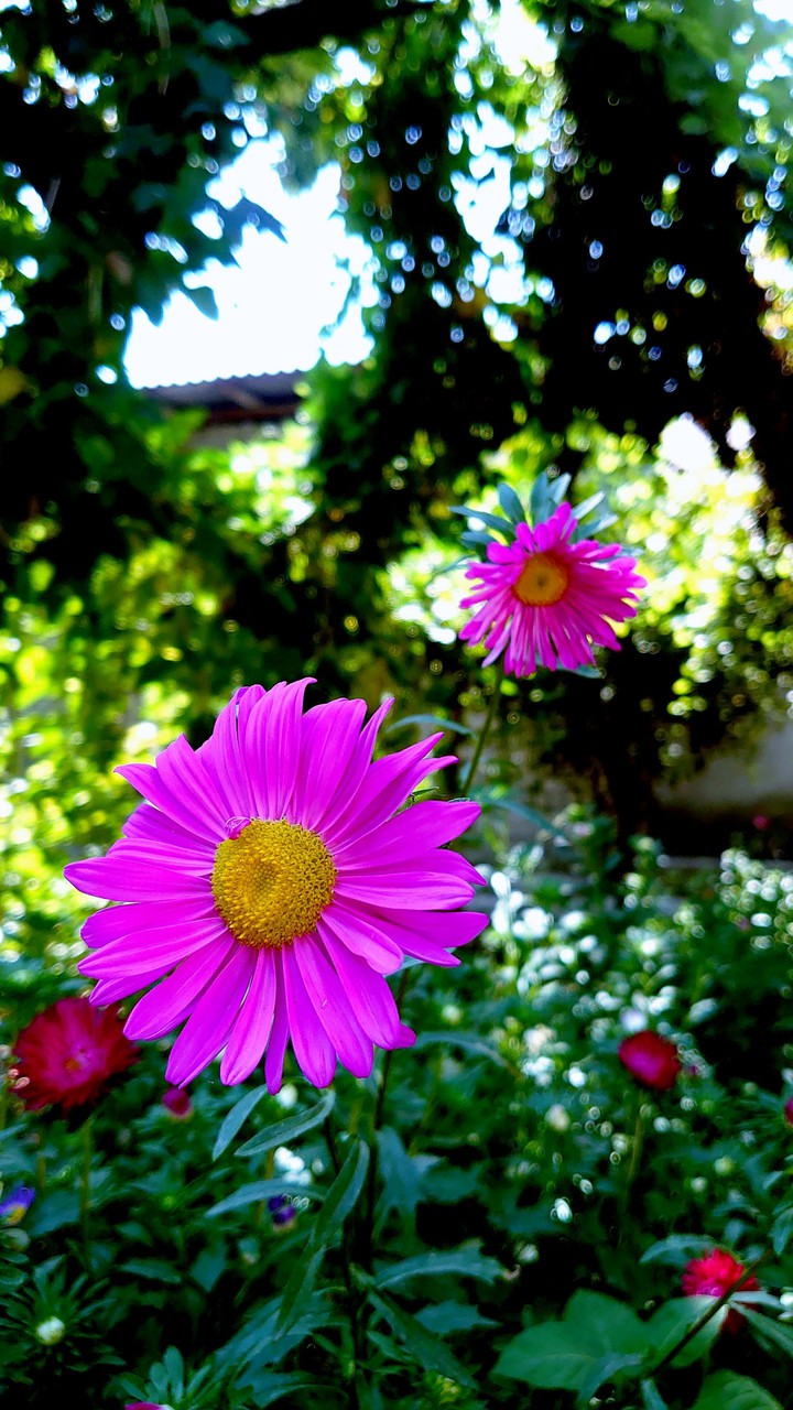 flower6