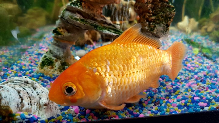 fish