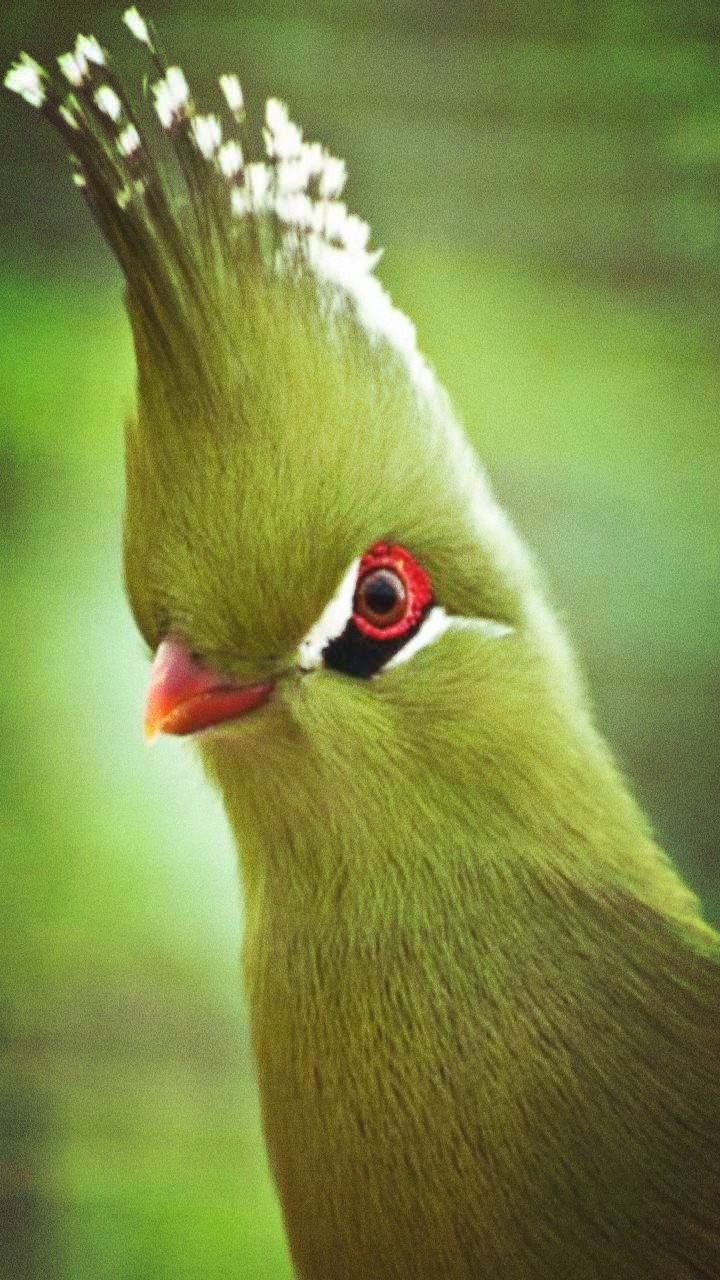 Unique Bird