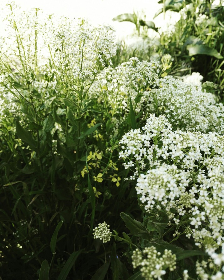 plants, flowers