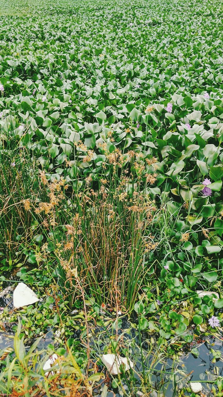 dried plant