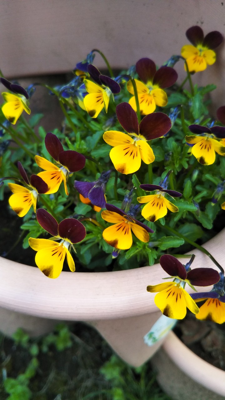 Viola Violets