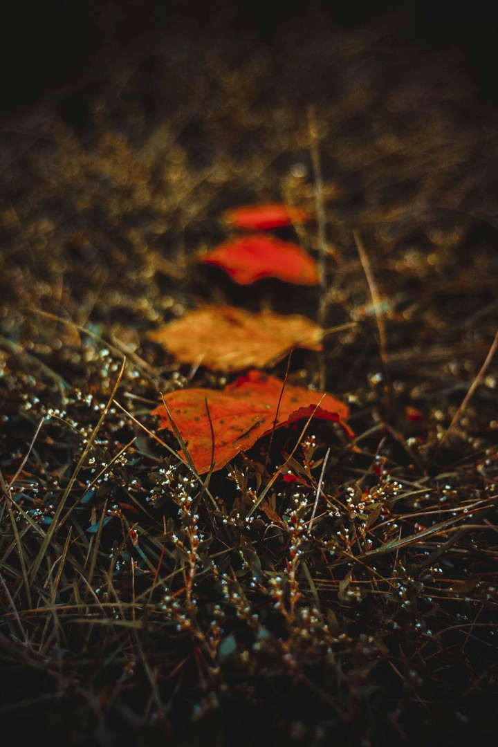 Leaves