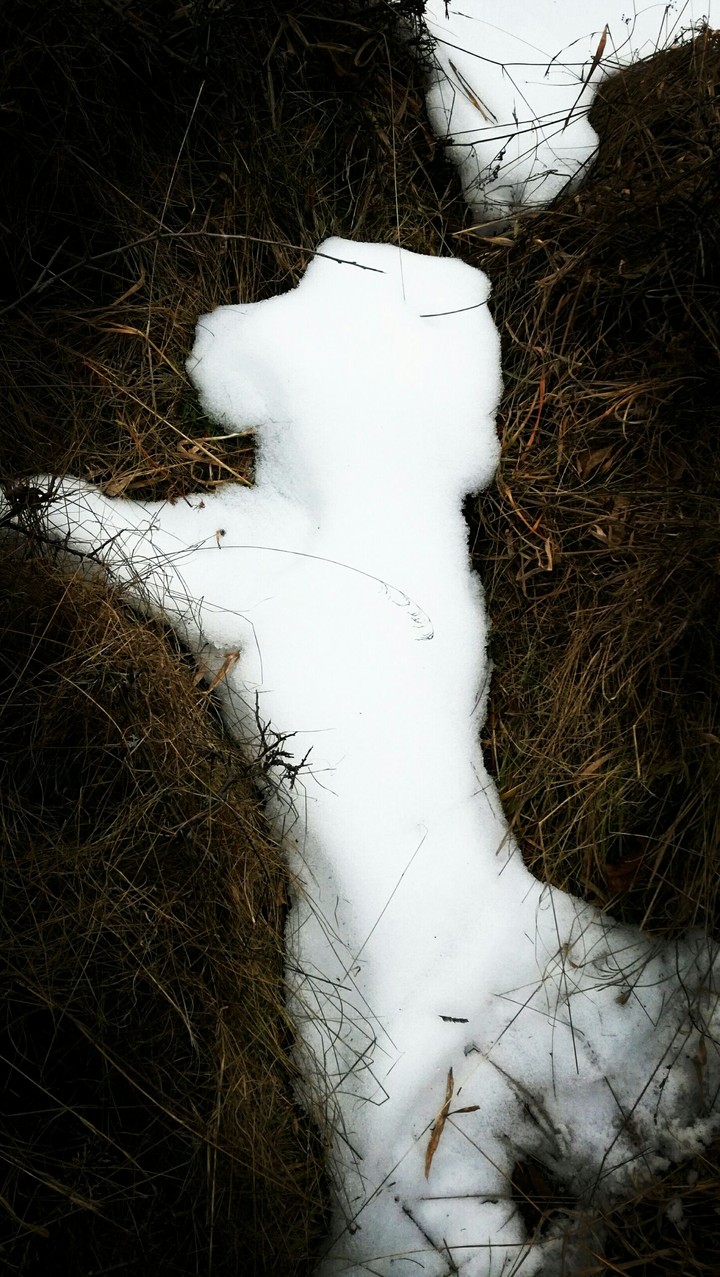 snow dog