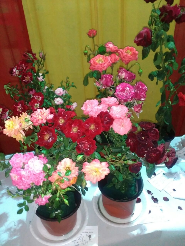 flower Exhibition