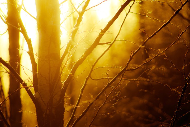 Winter Light