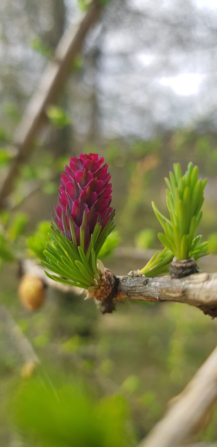 spring time