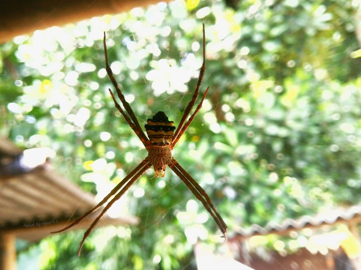 spider x