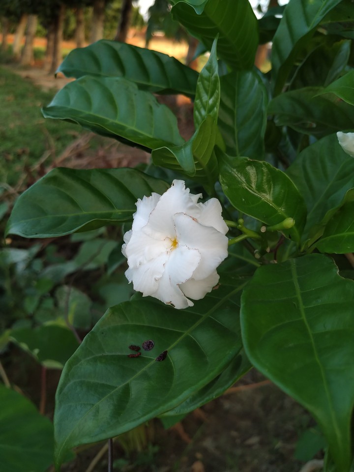 Crepe Jasmine