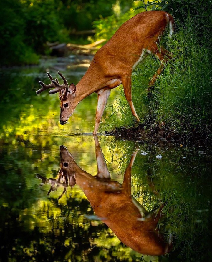 Wild Beauty ✧