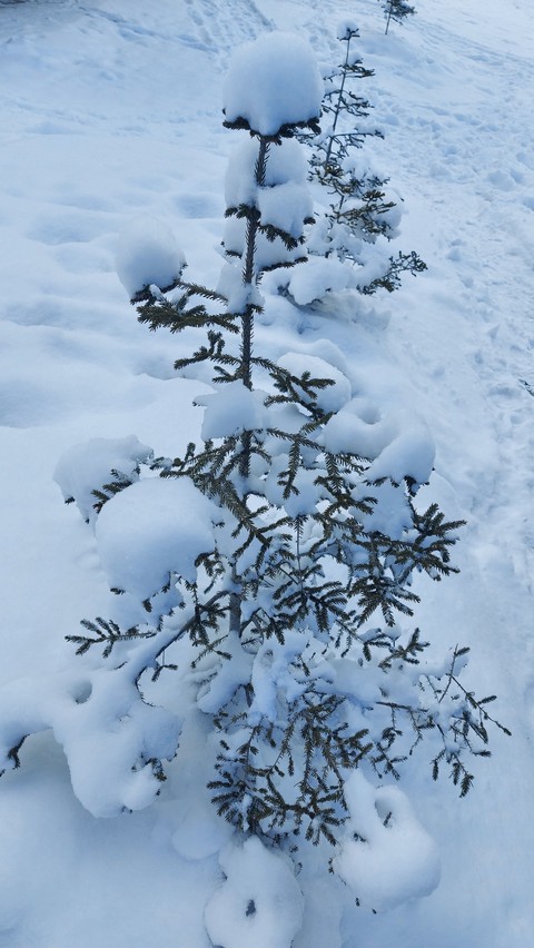 fonds d'écran twig, plant