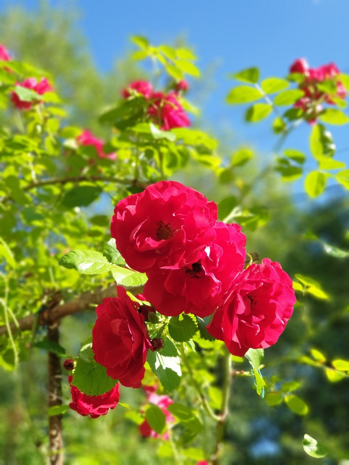 Roses in our garden