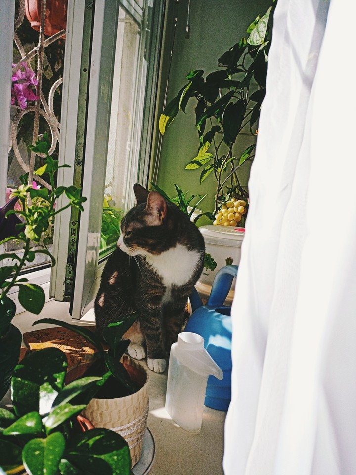 my cat