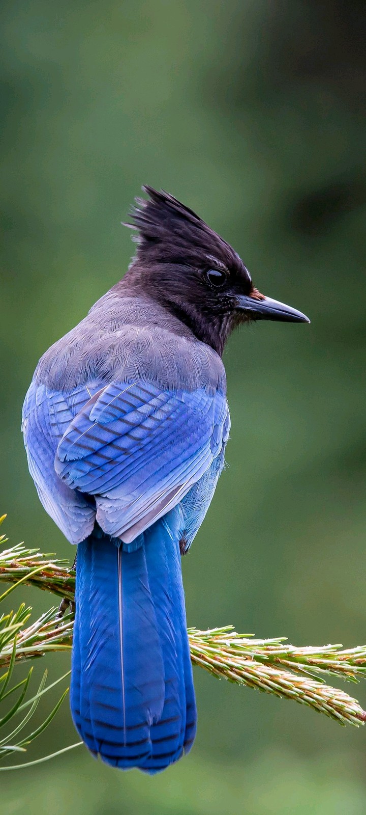 Beautiful blue