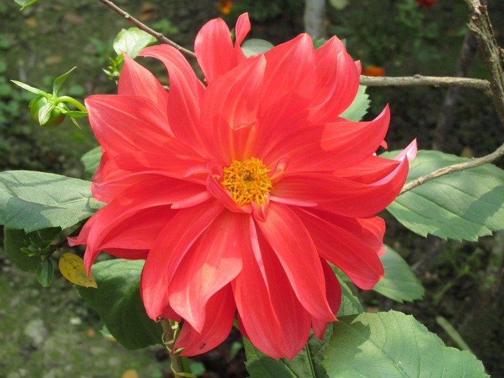 Dalhia flower
