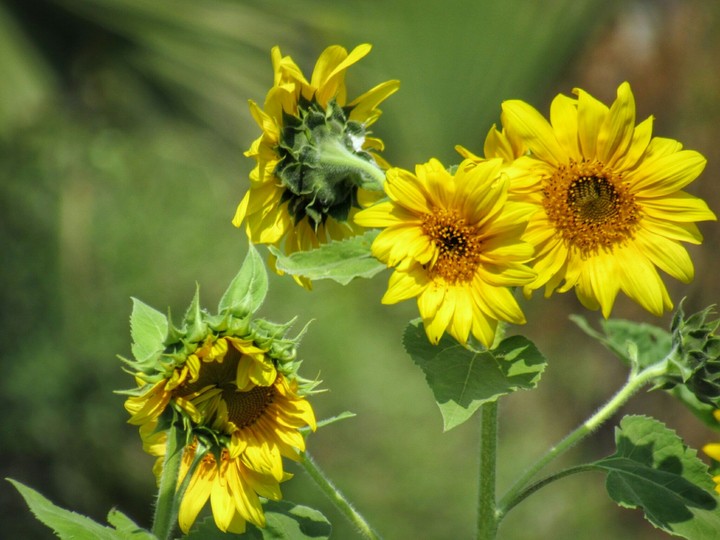 Dancing flowers