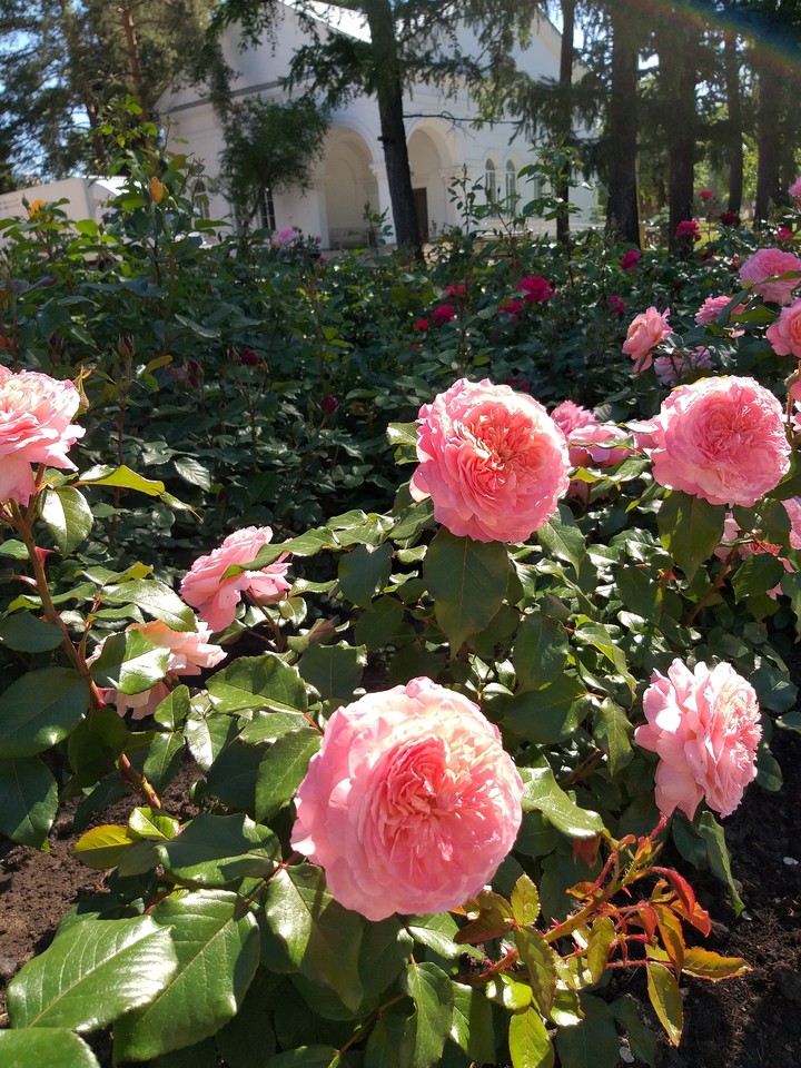 rose