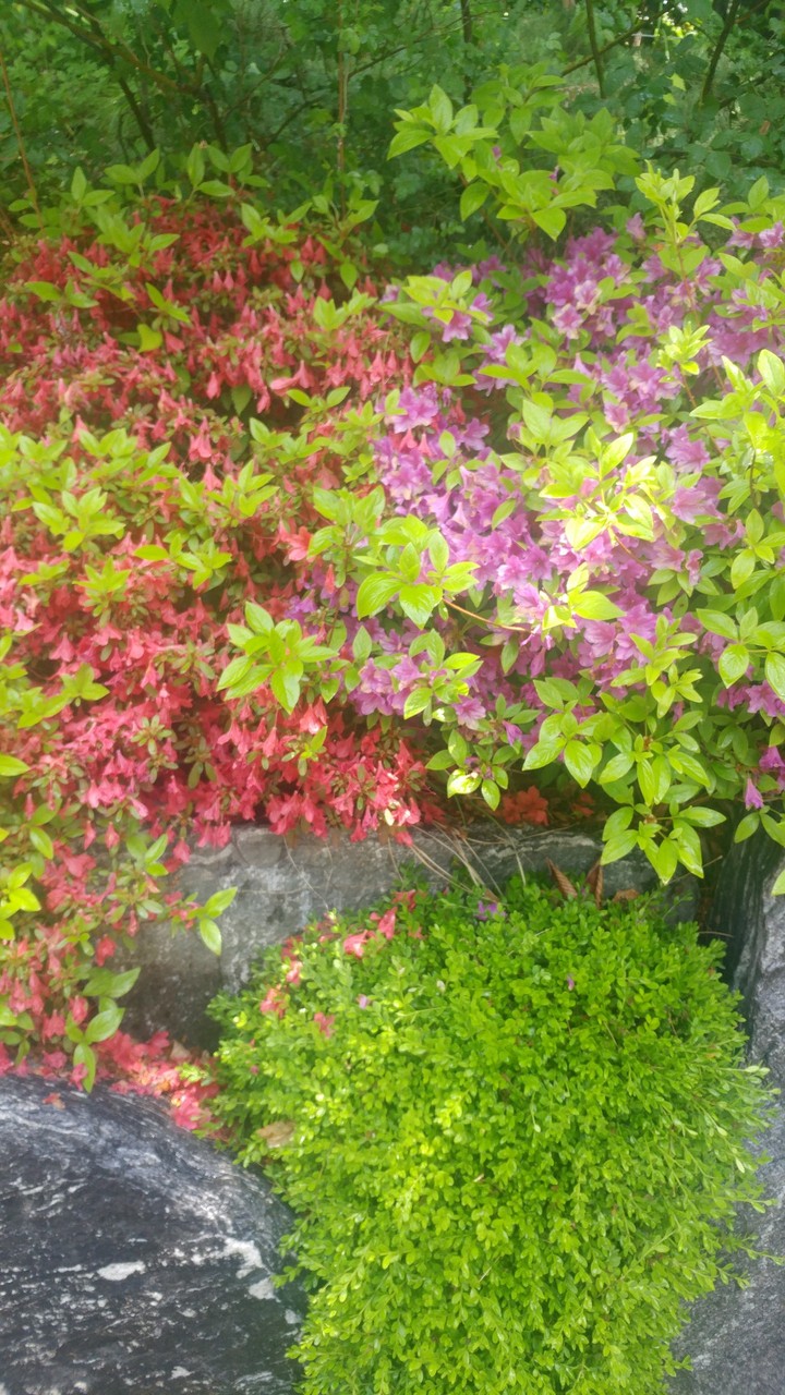 Flowers upon rocks