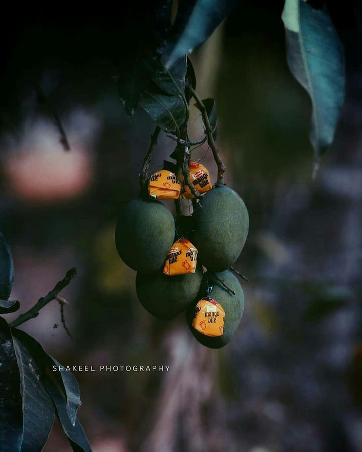 mango