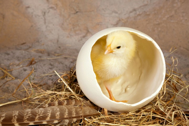 hen