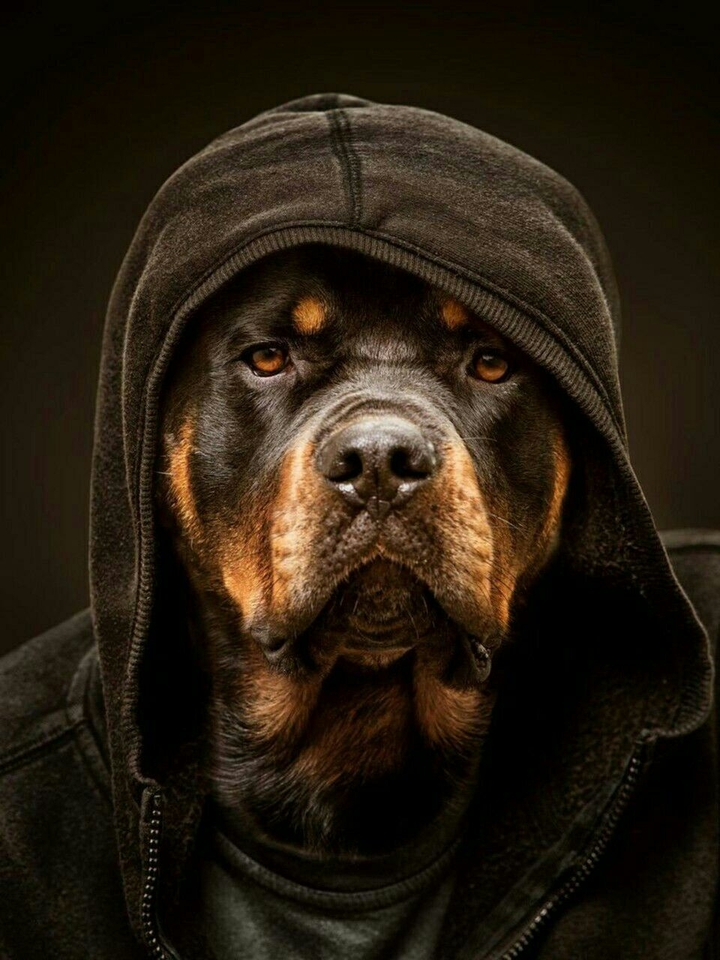 köpek