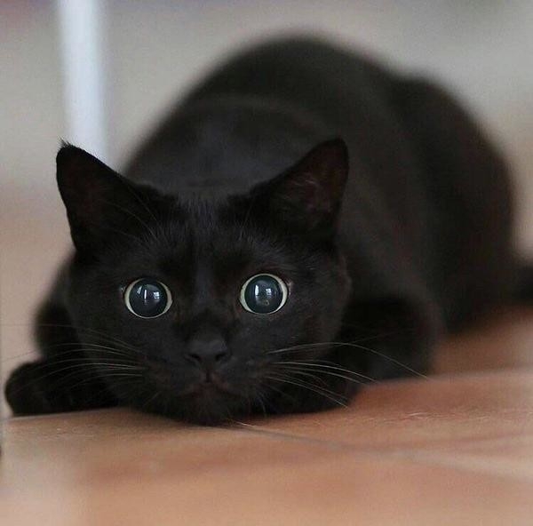 котик