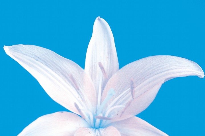 Beautiful Flowers