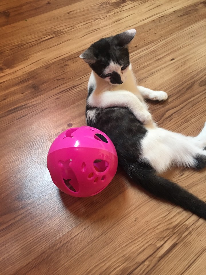 Gato brincando