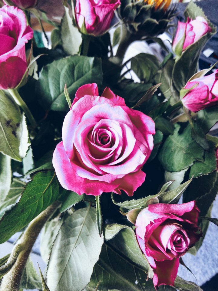 he who wants the rose must respect the thorn