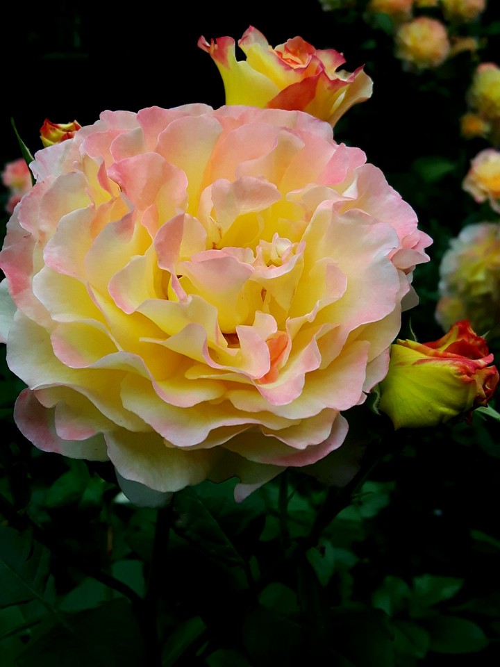 Licheń - roses