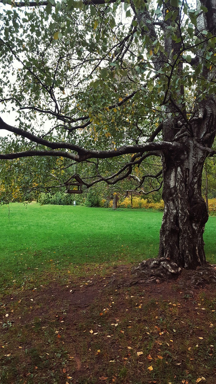 Trees