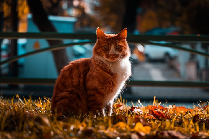 Cat