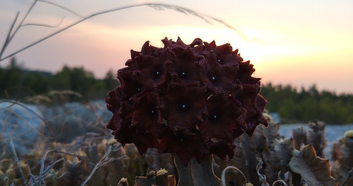 Flowers from stone
