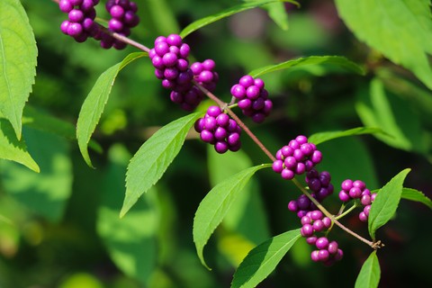 sfondi menispermaceae, purple