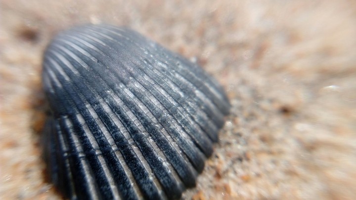 Sea shell