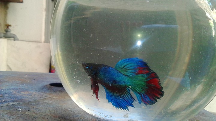 Pez Betta