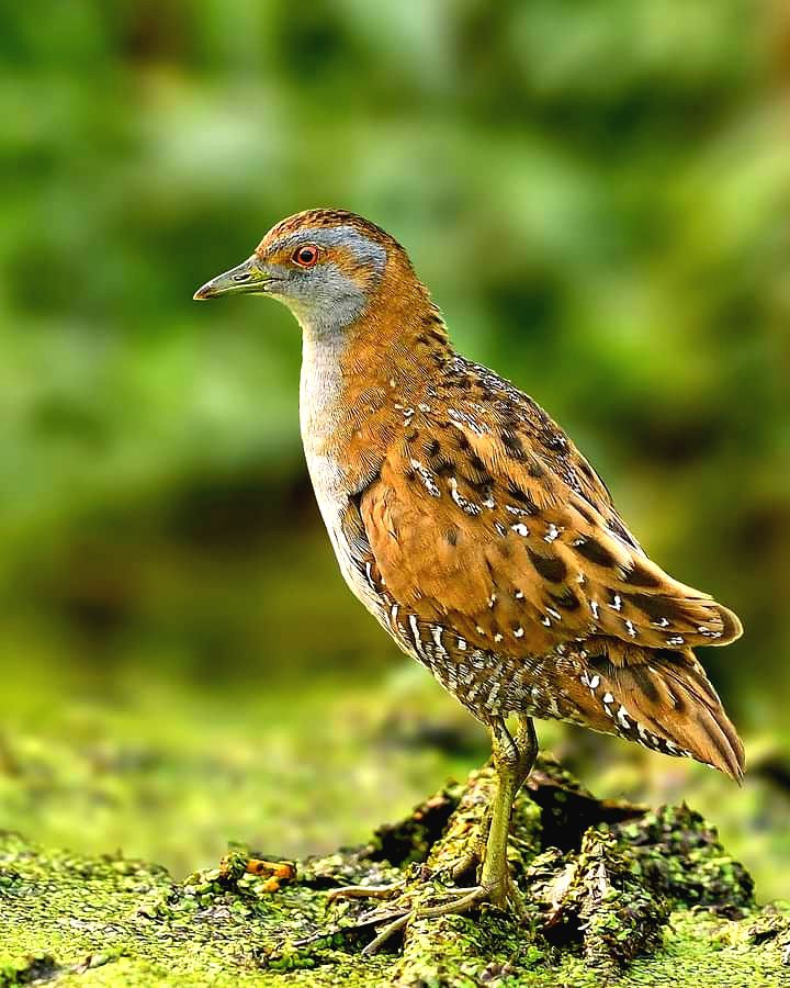 bird