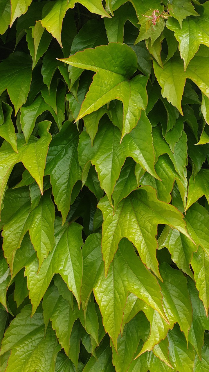 Green leaves