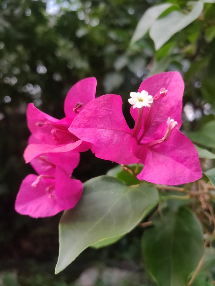 paper flowers