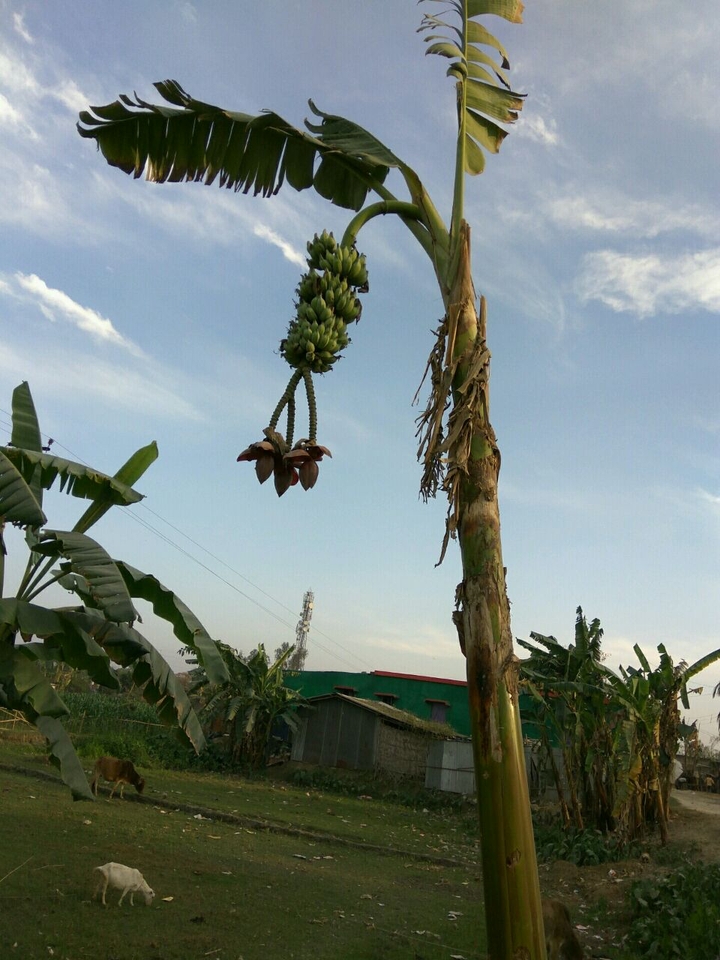 banana tree