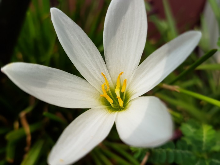 A six petalled flower