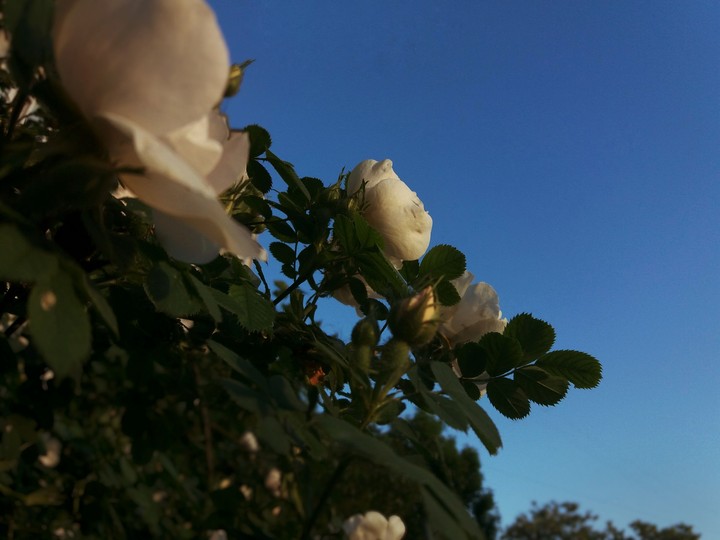 The wild roses