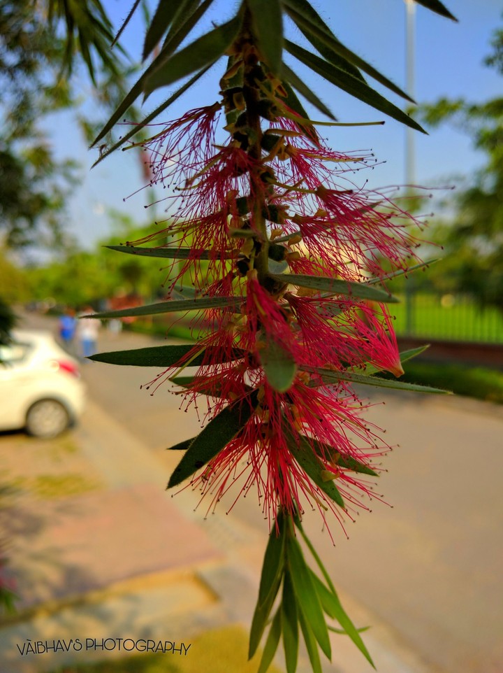 red flower