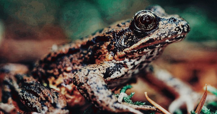 frog