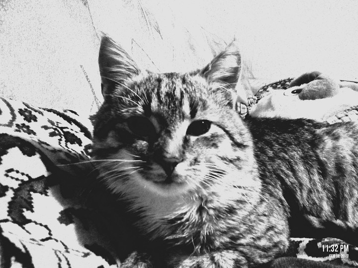 #cat
